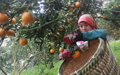 Bà con huyện Bắc Quang (Hà Giang) thu hoạch cam sành (Ảnh: ST)