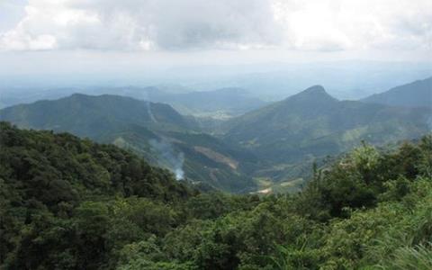 Hiện Innovgreen là doanh nghiệp thuê đất trồng rừng nhiều nhất ở Việt Nam (ảnh minh họa từ internet)