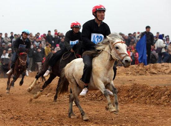 Khi đi vào hoạt động, trường đua ngựa Vĩnh Phúc dự kiến tổ chức 3 cuộc đua mỗi tuần (Trong ảnh: lễ hội đua ngựa truyền thống của người Mông tại Bắc, Hà Lào Cai, ảnh: Đức Thanh)