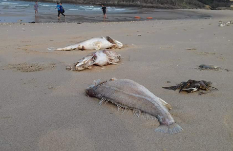 Cá đồng loạt chết tại nhiều vùng biển miền Trung (Ảnh: dantri.com.vn)