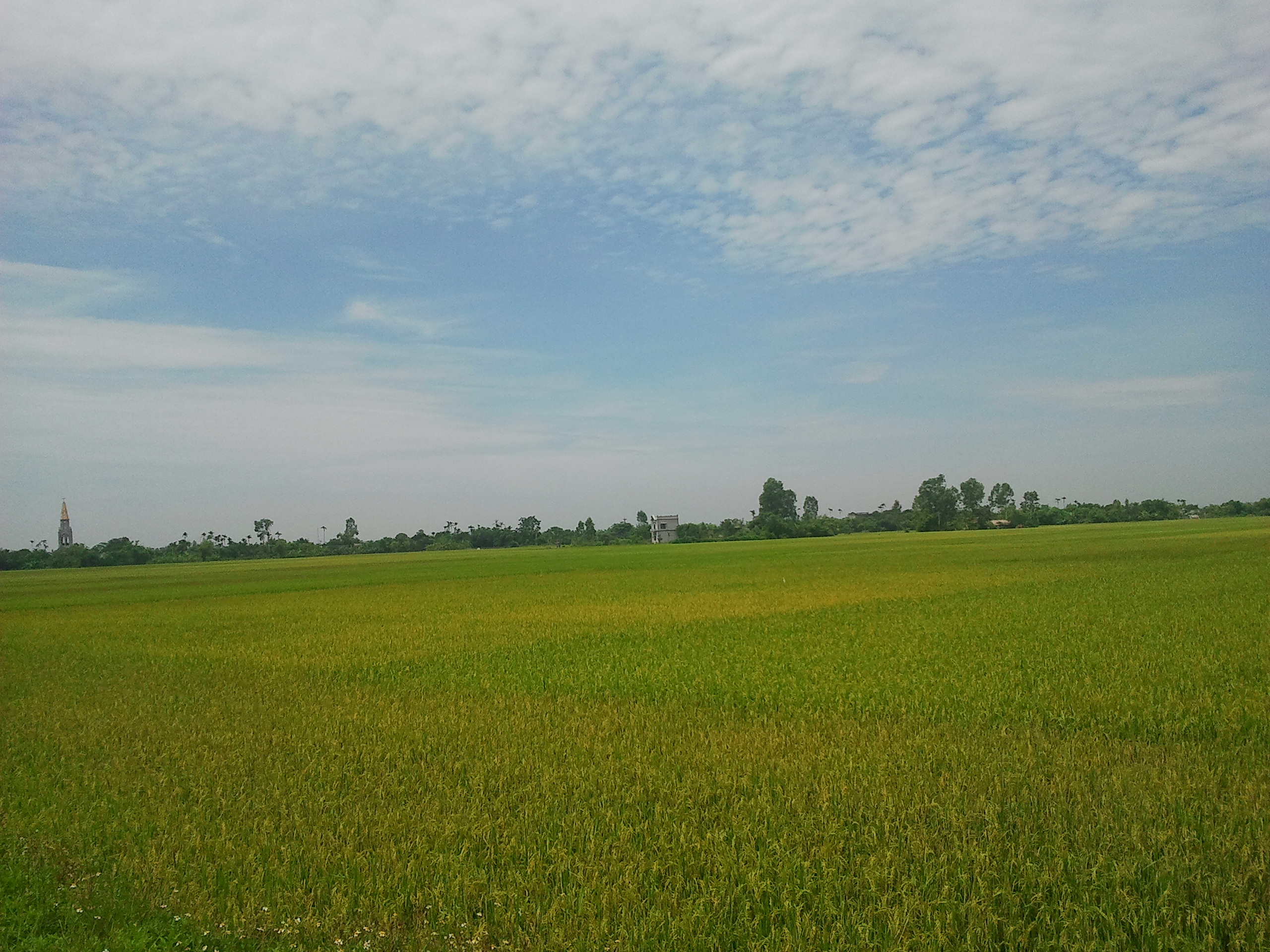 Đất nông nghiệp tỉnh Thái Bình (Ảnh minh họa)