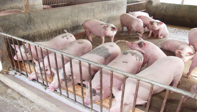 Giá thịt lợn sẽ tiếp tục được điều hành để giảm về mức hợp lý