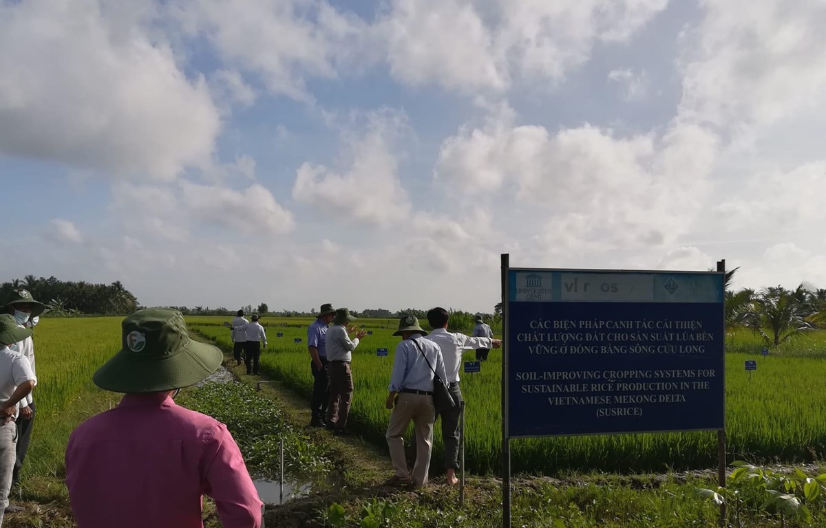 Vùng trồng lúa được thử nghiệm luân canh tại Vĩnh Long