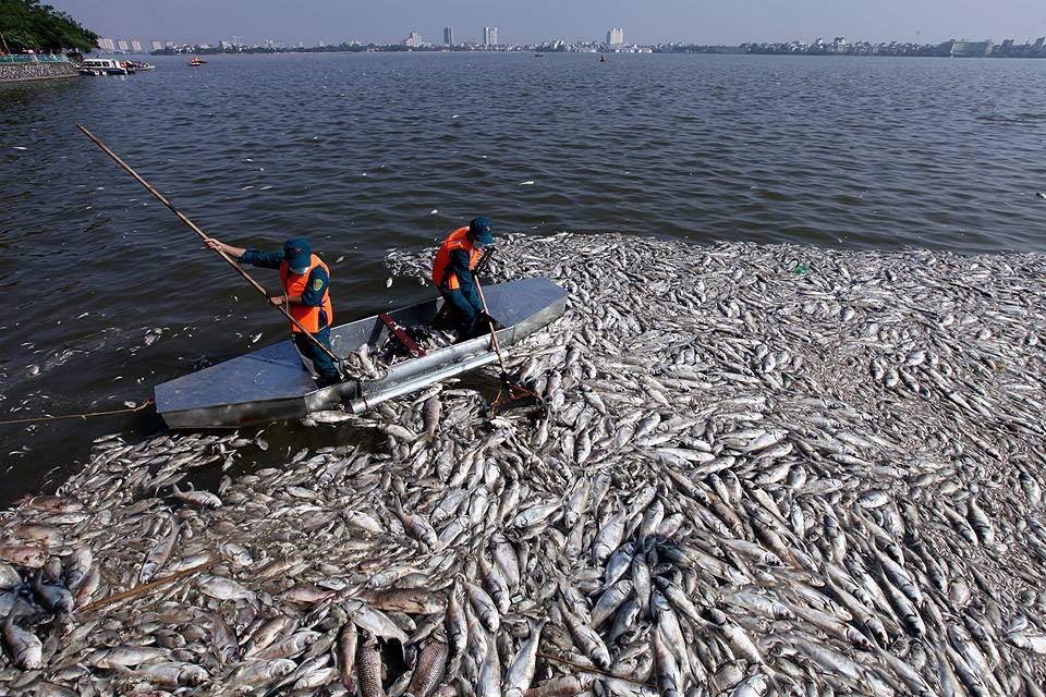 Cá chết ở Hồ Tây (Ảnh: Vietnamnet)