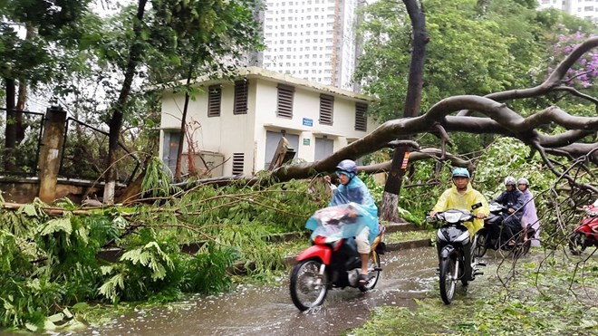 Tổ chức các lực lượng giải toả sự cố về cây đổ trong mưa bão, bảo đảm an toàn cho người dân