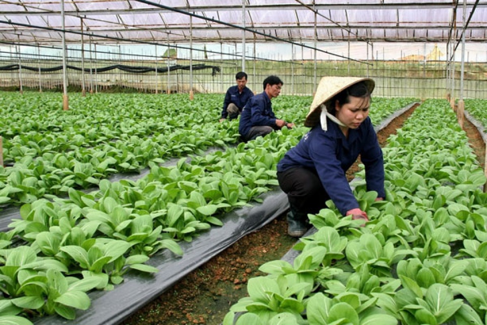 11 Dự án Hà Nội kêu gọi đầu tư vào lĩnh vực nông nghiệp giai đoạn 2019-2025 bao gồm nhiều Dự án nông nghiệp công nghệ cao và các khu giết mổ gia súc tập trung