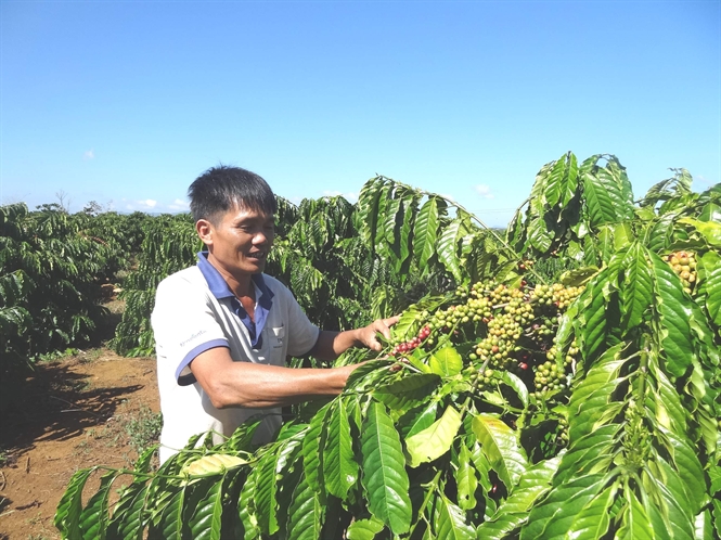 Ông Trần Văn Khải (Hòa Bắc, Di Linh, Lâm Đồng) bên vườn cà phê tái canh trĩu quả