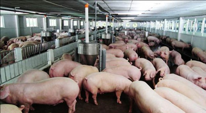 Bộ NN&PTNT quyết liệt ngăn chặn sử dụng chất cấm trong chăn nuôi