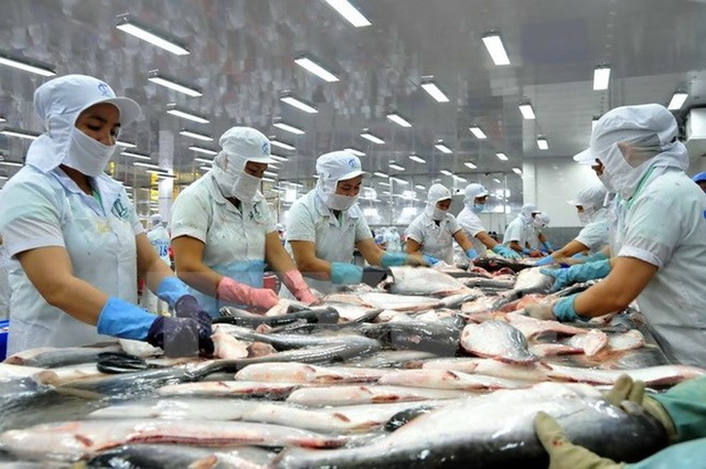 Công ngệ nuôi cá tra Việt Nam ngày càng hiện đại 
