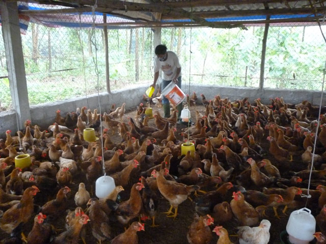 Người nuôi lỗ nặng vì gà công nghiệp rớt giá thảm hại