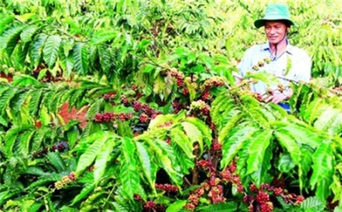 Người dân Tây Nguyên hồi sinh cây cà phê già cỗi từ vốn vay của Agribank