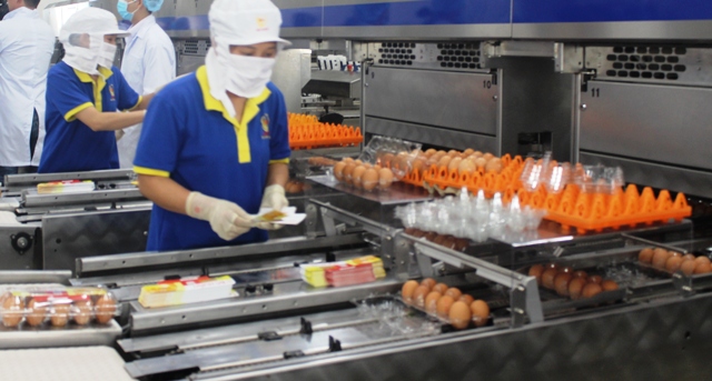 Dây chuyền trứng gà sạch công nghệ cao của Công ty Ba Huân Hà Nội