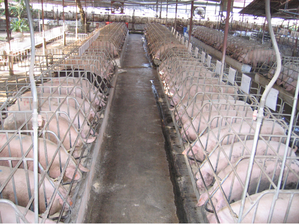 Giá thịt lợn ở Việt Nam đang thấp nhất thế giới