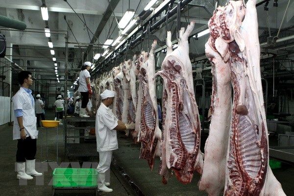 Giá lợn hơi có nơi đã lên tới 56.000 đồng/kg