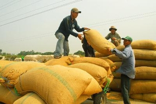 Hoàn thành mua tạm trữ 1 triệu tấn gạo