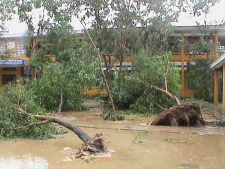 Hàng chục gốc cây xanh bị bật gốc trong sân trường Tiểu học Phú Tân