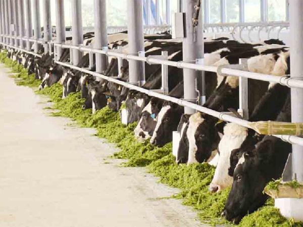 2 trang trại bò sữa đầu tiên của Việt Nam đạt chuẩn ISO