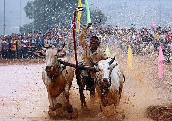 Cuồng nhiệt xem đua bò Bảy Núi tại Hà Nội
