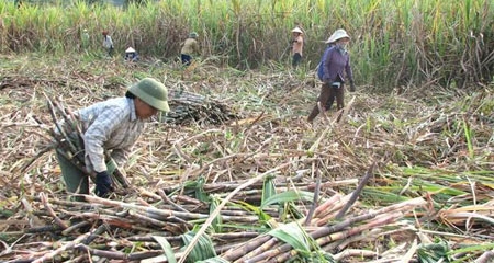 Đoàn-Nguyên-Đức, bầu-Đức, Hoàng-Anh-Gia-Lai, HAGL, bất-động sản, BĐS, giảm-giá, tồn-kho, nợ-xấu, khó-khăn, giải-cứu, ngân-hàng, dự-án, mía-đường