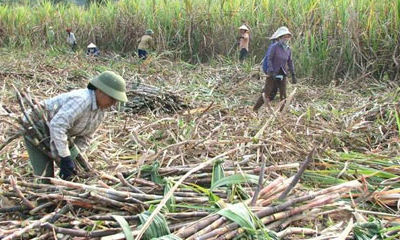 Hiệp hội Mía đường bao tiêu toàn bộ nông sản của dân