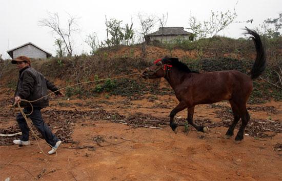 lễ hội đua ngựa truyền thống của người Mông tại Bắc, Hà Lào Cai, ảnh 1