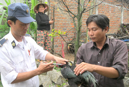 Tiêm vaccine phòng dịch cho đàn gia cầm ở Phú Yên