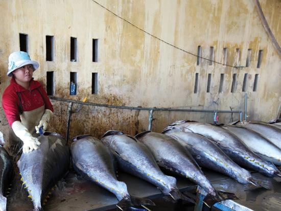 Nâng tầm thương hiệu cá ngừ Phú Yên