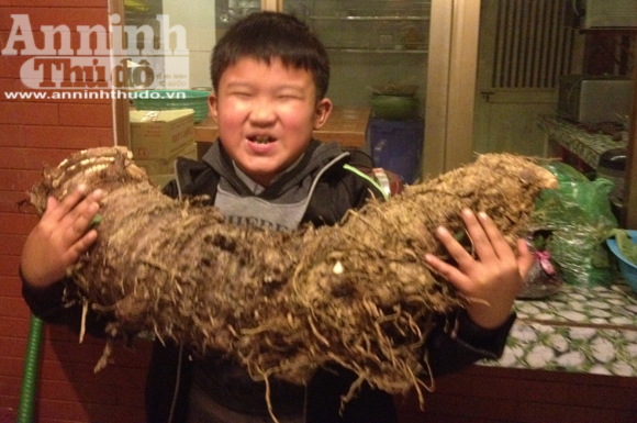 Chiêm ngưỡng củ khoai khổng lồ hơn 16kg ở Vĩnh Phúc