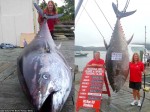Một phụ nữ câu được con cá ngừ khổng lồ nặng 411,6kg