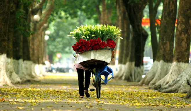 Hà Nội cuối mùa xuân 'trải' lá vàng