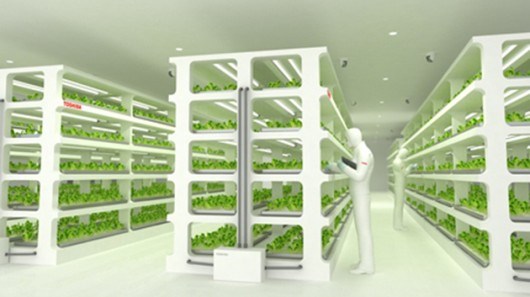 Toshiba đầu tư trồng... rau sạch