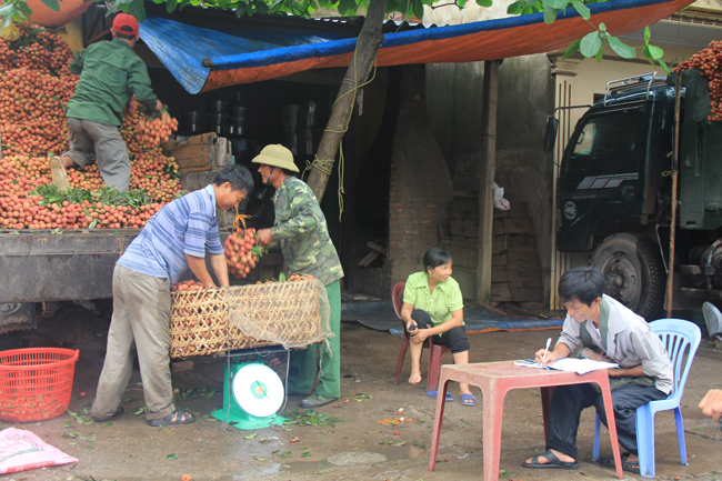 Ở Lục Ngạn (Bắc Giang), chủ vườn chỉ bán cả sọt vải cho thương lái chứ không bán lẻ tại chợ.
