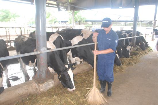 Hiện Vinamilk đã có 80.000 con bò ở 5 trang trại trên cả nước