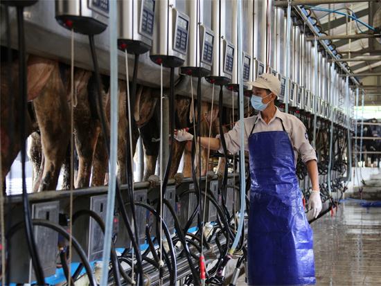 Quy trình chăm nuôi bò sữa của Vinamilk đã đạt tiêu chuẩn toàn cầu
