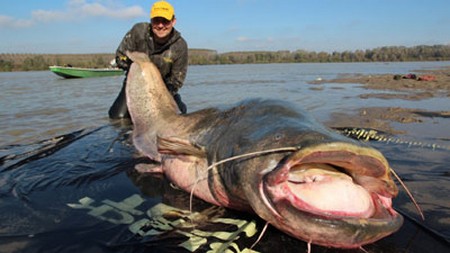 Con cá trê khổng lồ dài đến 2 mét
