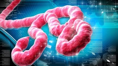 Vi rút Ebola nguy hiểm hơn vi rút HIV