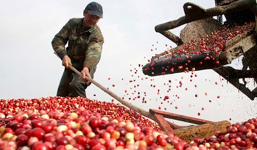 Tìm hướng nâng tầm nông sản Việt