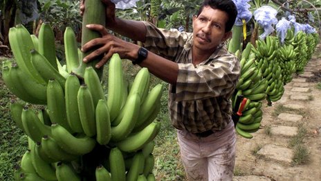 Chiquita sẽ lập hãng chuối lớn nhất thế giới