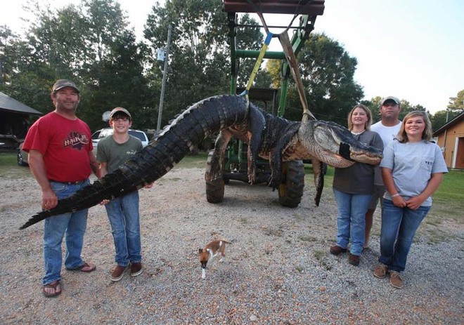 Một gia đình vây bắt cá sấu khổng lồ nặng gần nửa tấn