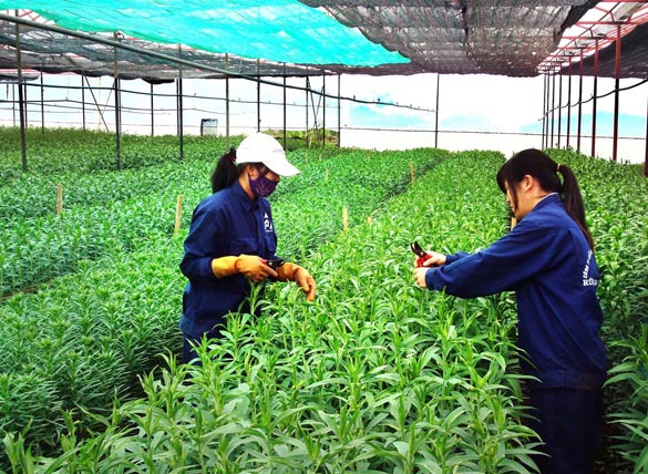 Tiềm năng phát triển nông nghiệp công nghệ cao tại Đắk Nông
