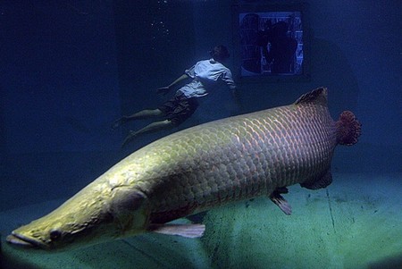 Những loài cá nước ngọt có kích thước “khủng” nhất thế giới