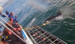 Cá mập trắng điên cuồng lao vào nhóm thợ lặn