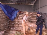 Khoai tây nghi nhiễm độc vẫn ùn ùn về Hà Nội