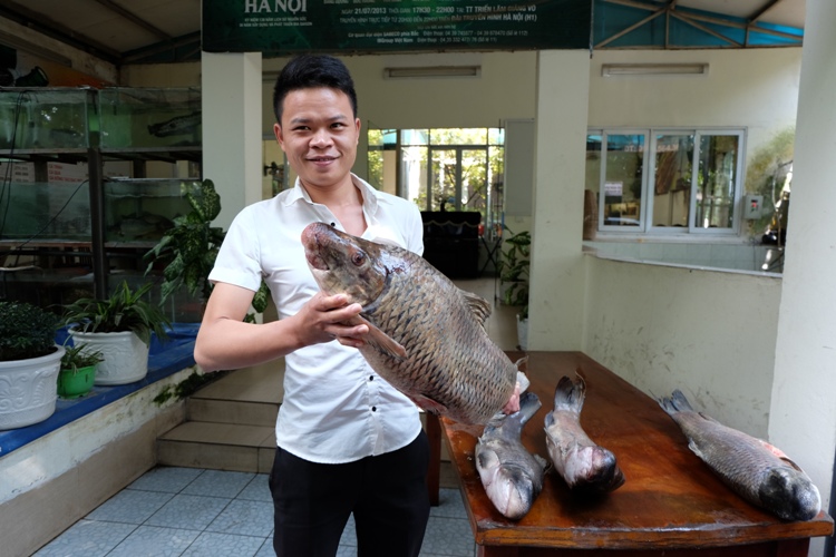 cá-ăn-vũ, cá-tiến-vua, hà-nội