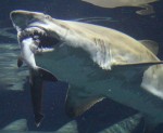 Lạnh người cảnh cá mập nuốt đồng loại ở công viên thủy cung