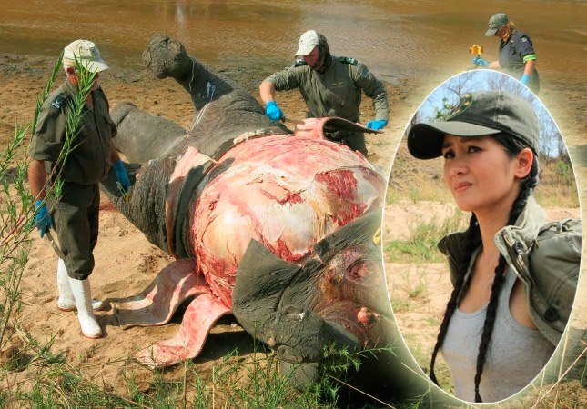 Diva Hồng Nhung đau lòng trước cảnh khủng khiếp trong rừng châu Phi