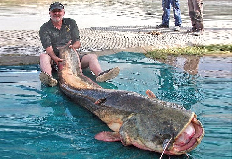 Ngư dân 68 tuổi 'đánh vật' với cá da trơn nặng 100kg