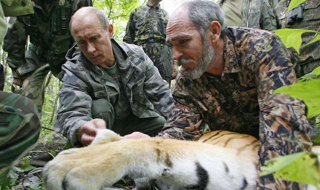Trung Quốc ráo riết tìm kiếm con hổ của Tổng thống Putin