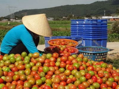 Big C tiêu thụ 150 tấn cà chua cho nông dân Đà Lạt