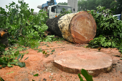 Lý do hàng trăm cây xà cừ bị đốn hạ trên đường Nguyễn Trãi